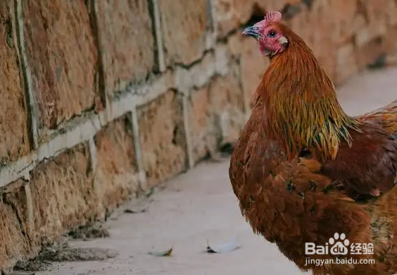 鸡冠长疙瘩怎么回事？