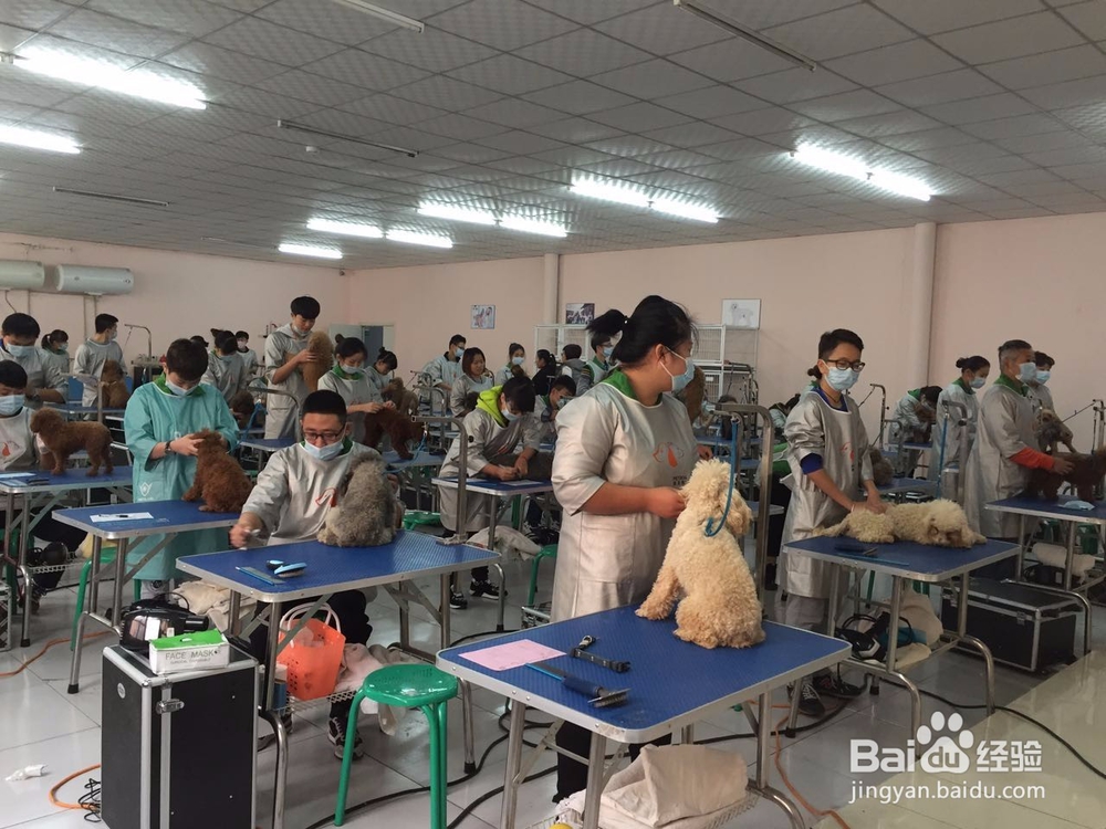 如何选择宠物美容学校