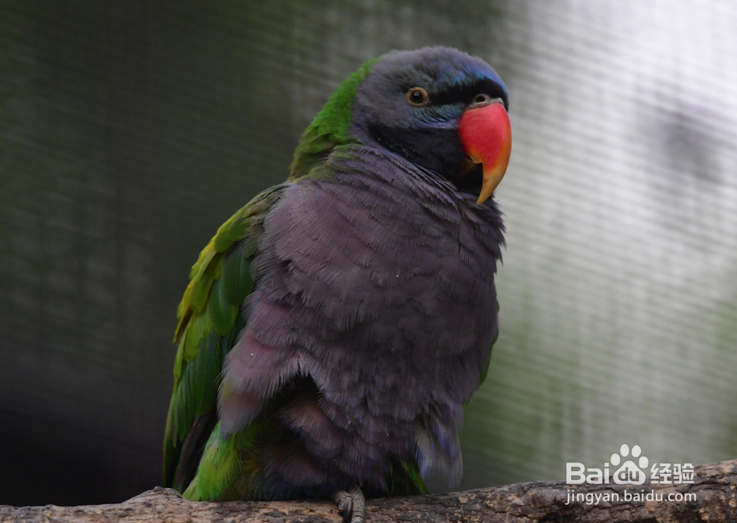 大绯胸鹦鹉怎么养