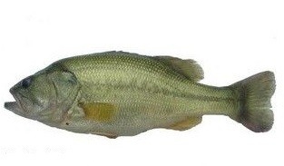 加州鲈（馋小强）适合准妈妈和产生妇女补身