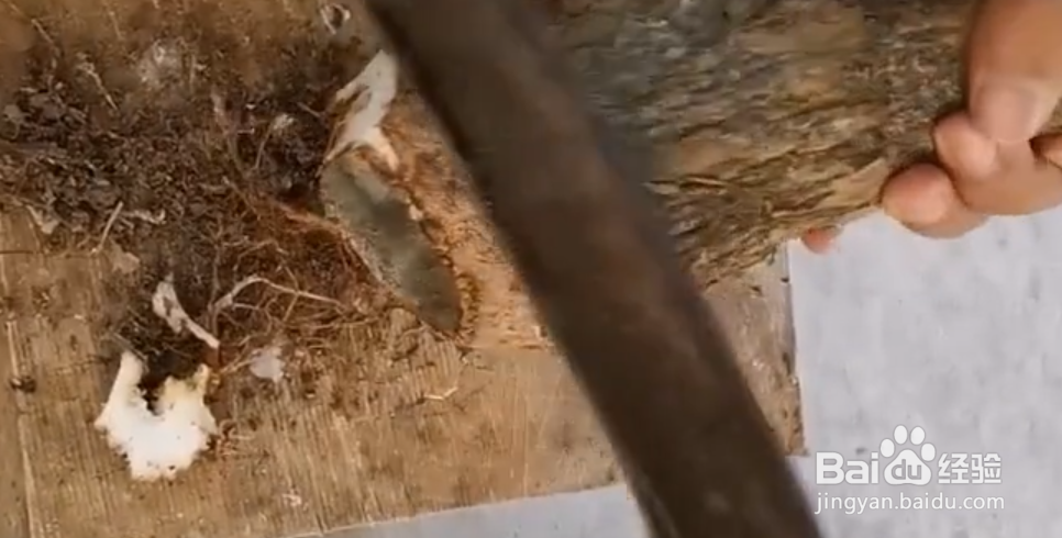 发财树树干萎缩怎么办