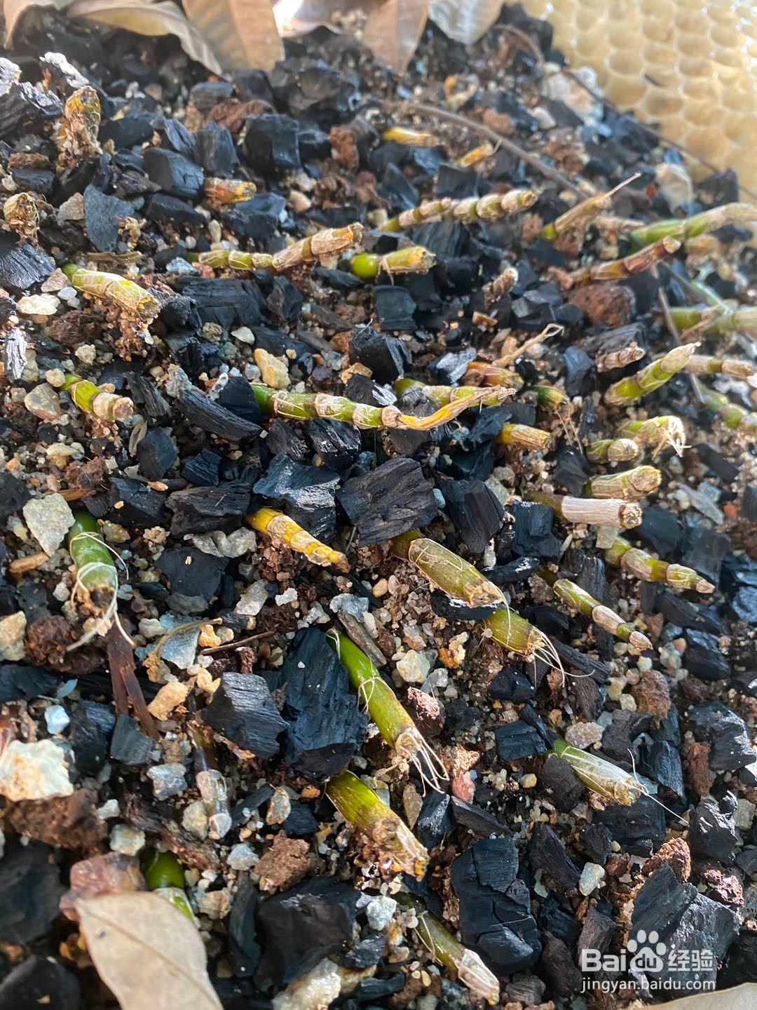 石斛简单的培养