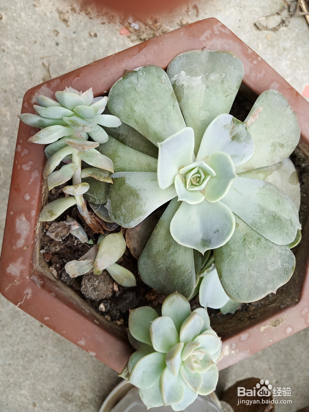 多肉植物烂根如何补救