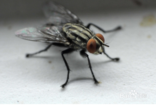 农村院子里苍蝇太多如何处理