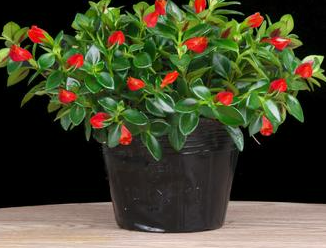 如何养护金鱼吊兰