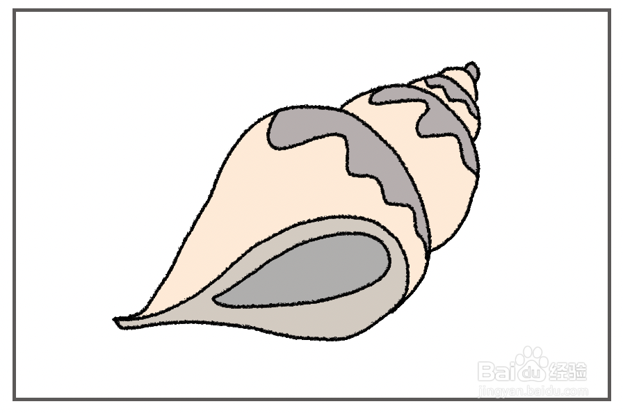 右旋海螺的画图图片