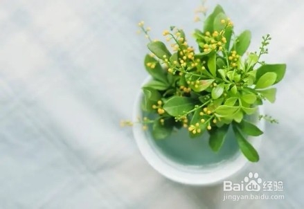 这些东西不要扔，扔到花盆里，根系长得又粗又壮