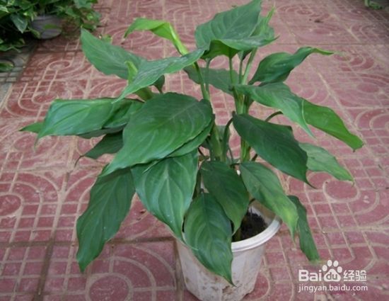 哪些植物好养活