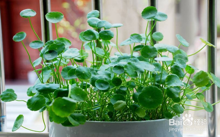 铜钱草作为家用盆景，有哪些功用？