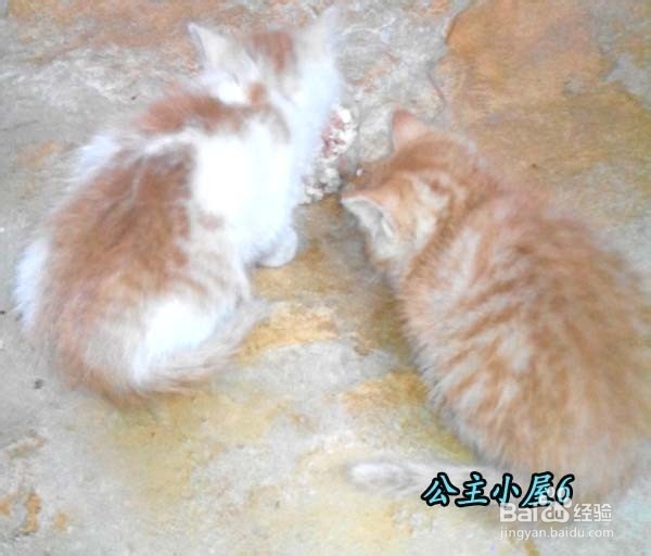 怎样才能养“活”小猫