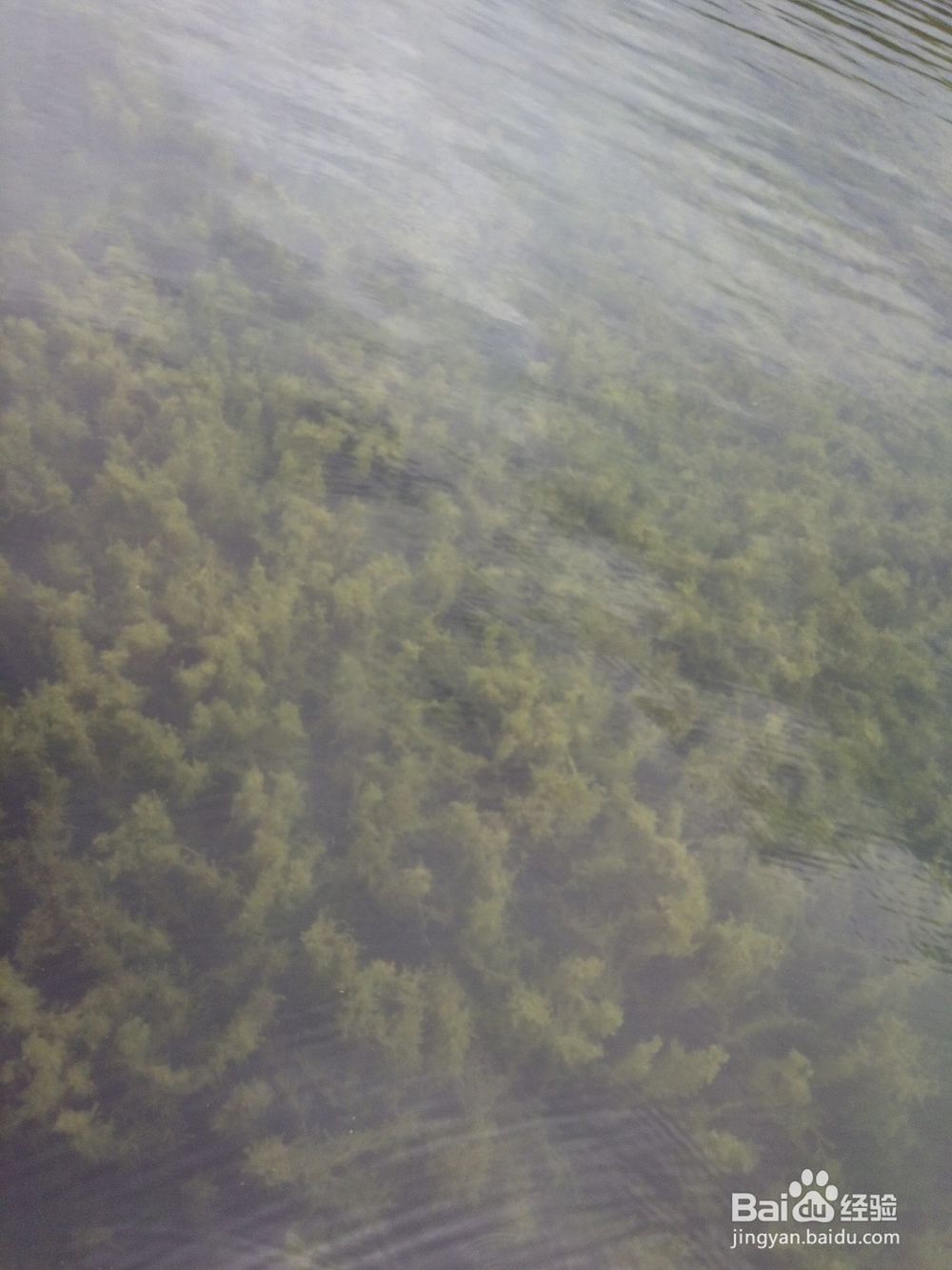 云南最美玉溪抚仙湖之樱花谷湿地公园情侣约会旅