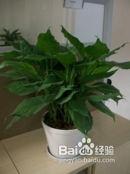 怎么去除房间异味