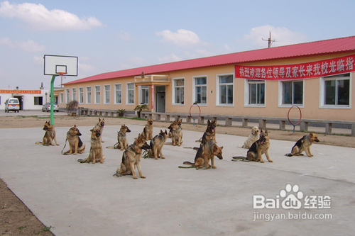 关于狗狗纯种和血统区别