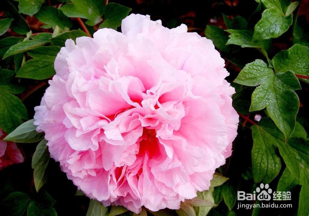 屁股怎么去黑坐印,怎么去掉屁股的坐印