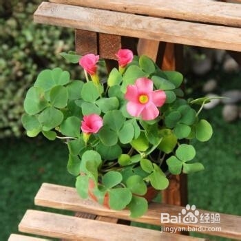 纯天然的养花肥料，拿来养花效果杠杠滴