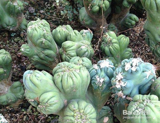 山影花卉的养殖方法