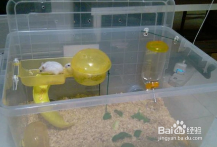 怎么做仓鼠的浴缸