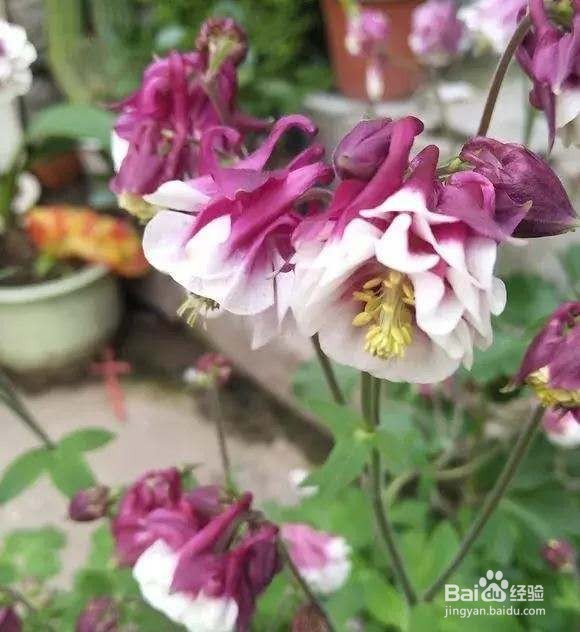 3种花名字“土掉渣”,开花却变成“小清新”!