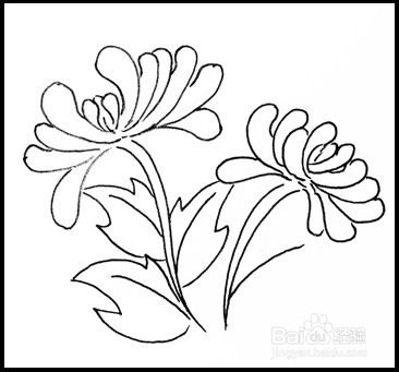怎样画简笔画（花卉）：[9]菊花2
