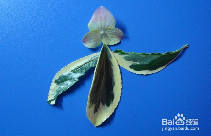 植物拼装画之观赏蝴蝶树