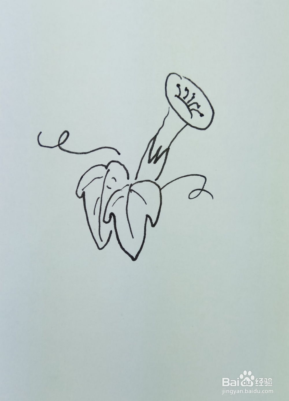 怎样画简笔画“漂亮的牵牛花”?