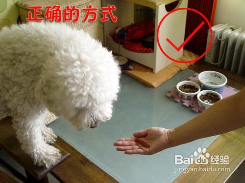 怎样喂爱犬泰迪犬才能避免被它误伤
