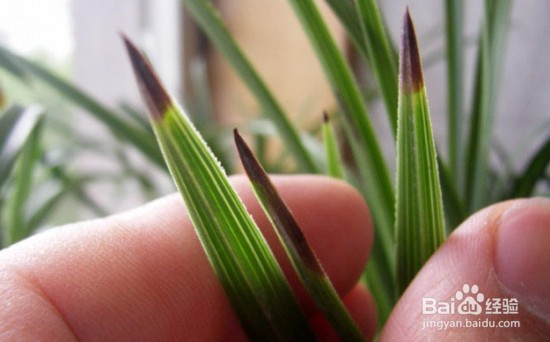 兰花叶子有黑斑怎么办