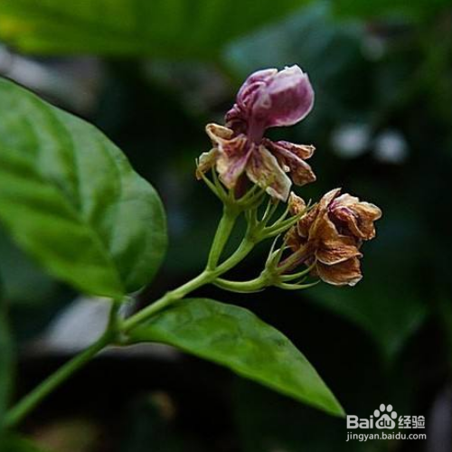 茉莉花枯萎了应该怎么挽救呢