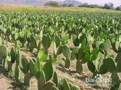 米邦塔仙人掌怎麼種