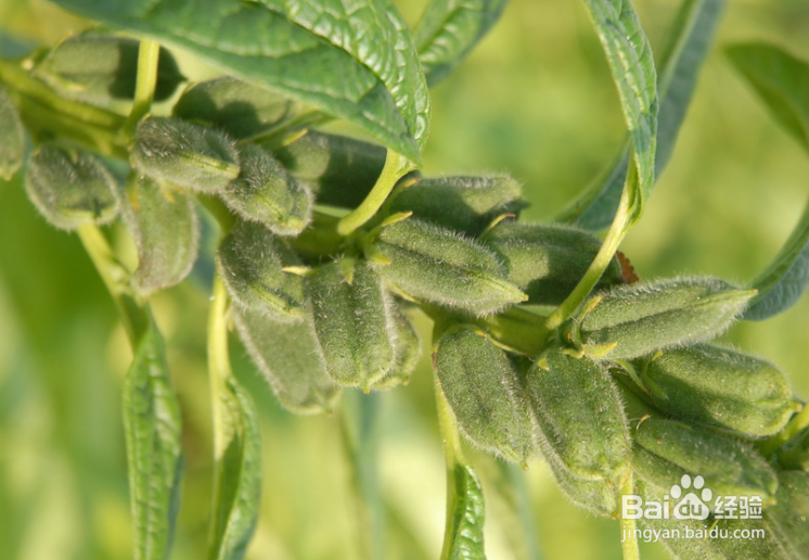 改善皮肤粗糙的家常食材？