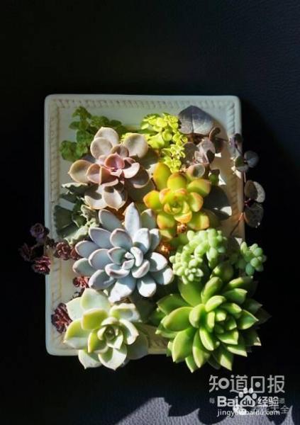 双十一剁手的钱省下来，可以建一个多肉花园了！