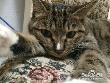 猫咪那么萌，怎么可能害你精神分裂了？我来为大家科学辟谣啦！