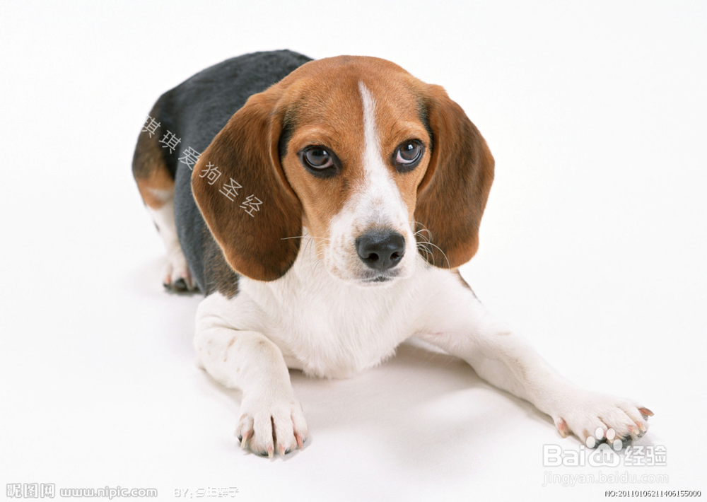 训狗教程:教狗狗学会坐下、躺下、站立