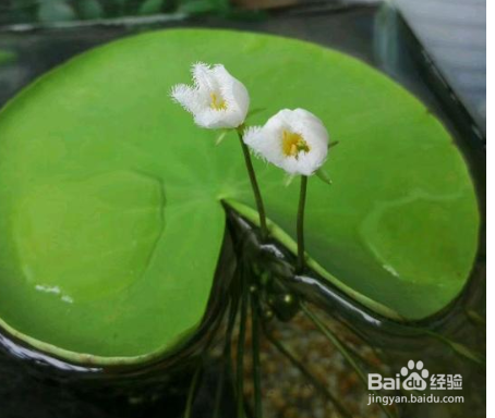 一叶莲叶子边缘黑了怎么办