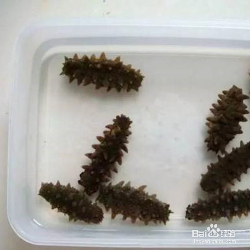 揭秘：为什么干海参怎么泡发都不大的原因