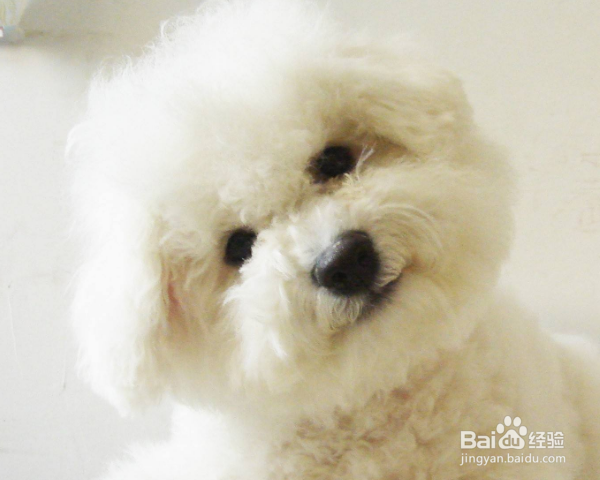 比熊泪痕严重怎么办