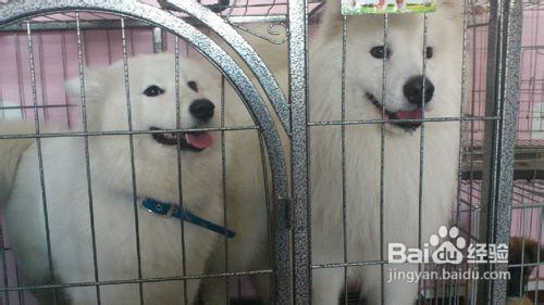 训练两只宠物萨摩耶和平相处的方法