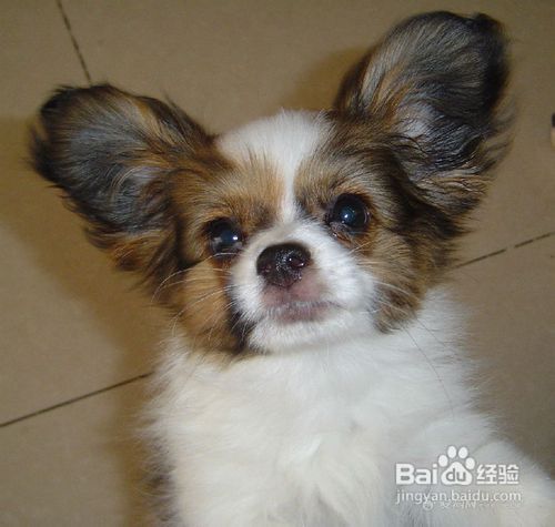 如何挑选蝴蝶犬