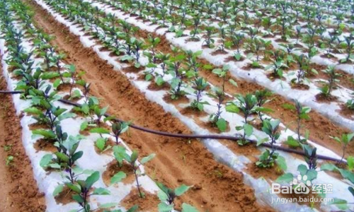 茄子种植时间和方法