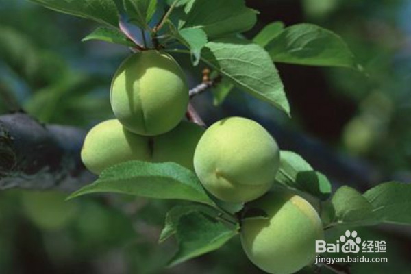 吃青梅可以给身体带来的8个好处
