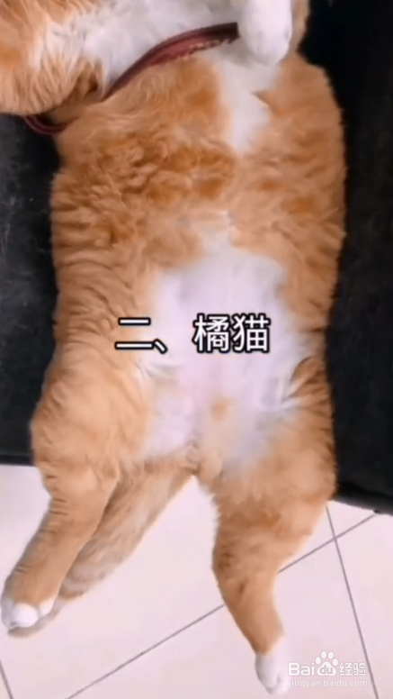 易胖体质的三种猫是哪些