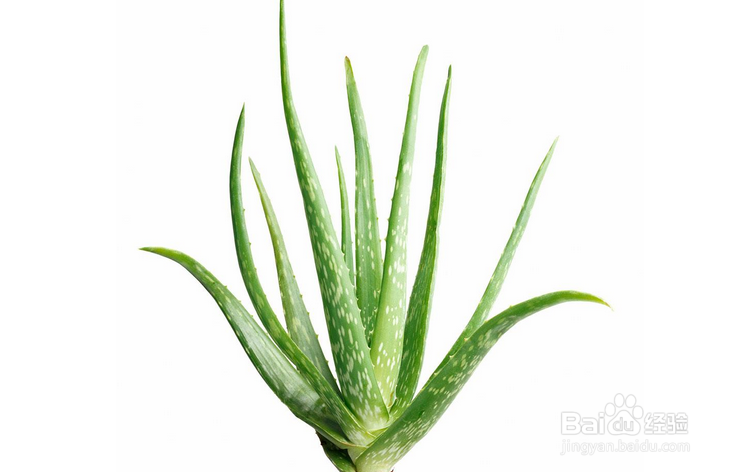 怀孕期间饮食禁忌：[2]孕期慎吃的食物