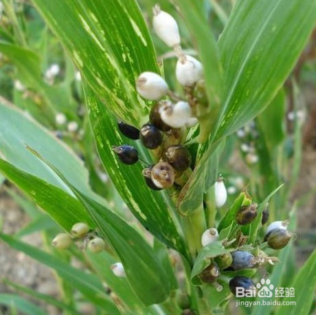 夏季吃薏米的好处？