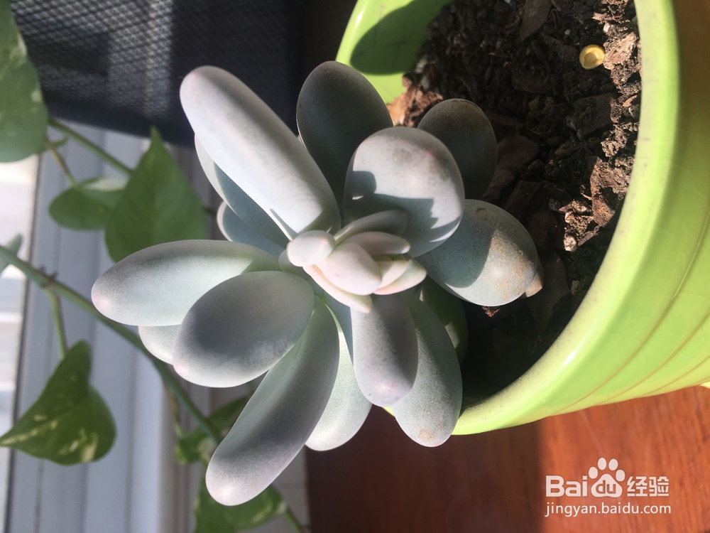 多肉桃美人成长记录