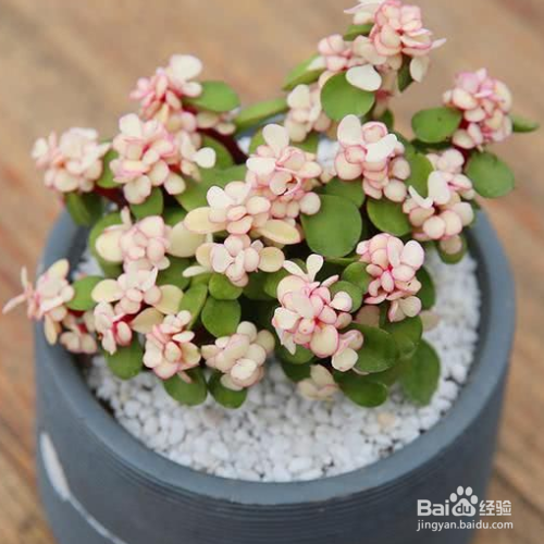 雅乐之舞叶子上的斑锦褪色怎么解决?