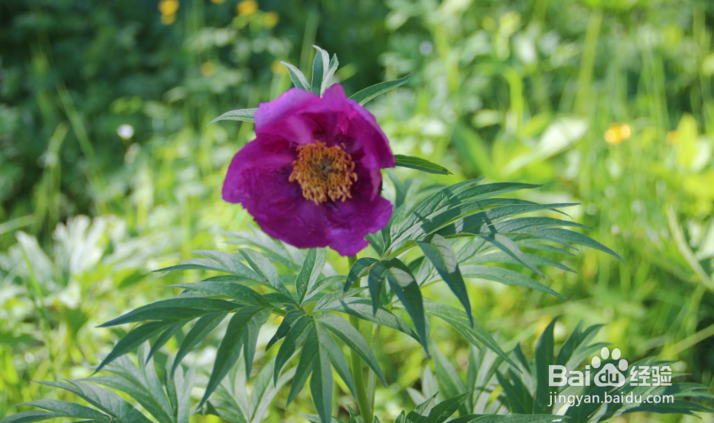 你没拍摄到的几种阿尔金山野生花草