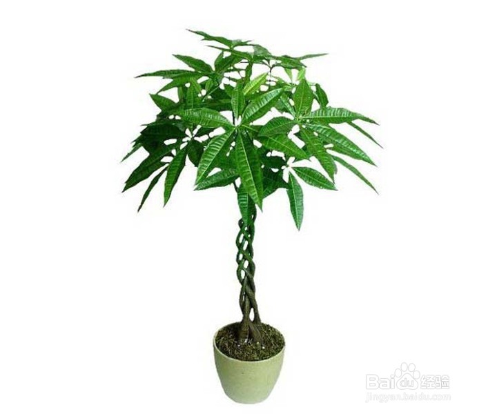 爱花的朋友家里放这些花可以使家人更长寿