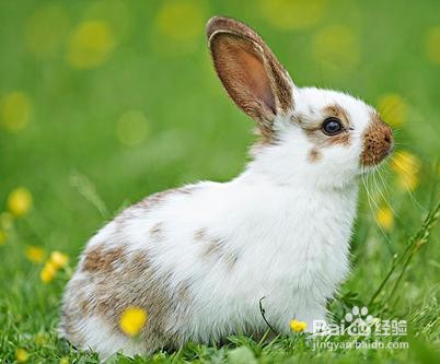怎么判断兔子吃饱了