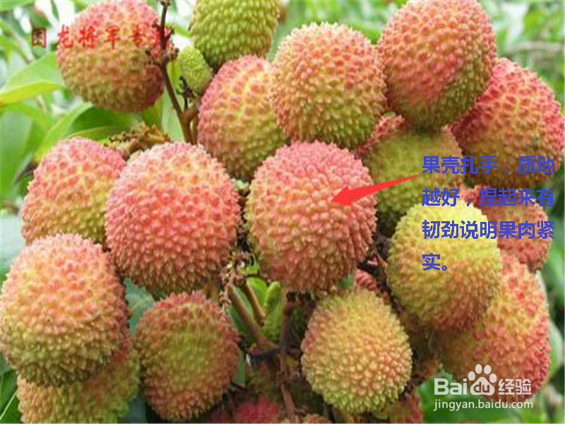 荔枝怎么挑选