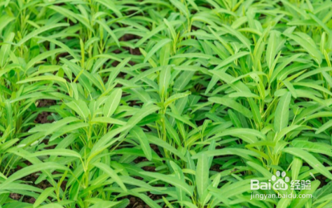 适合夏天种的蔬菜